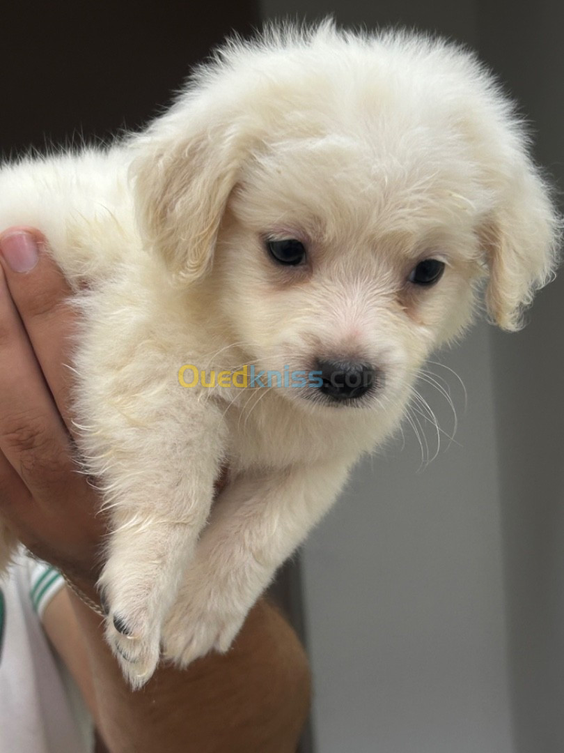 Caniche bichon maltais nain pure race 