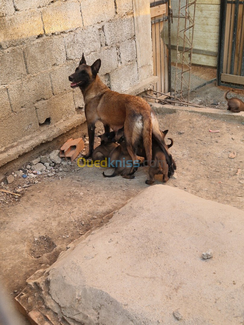 Chiot malinois femelle 