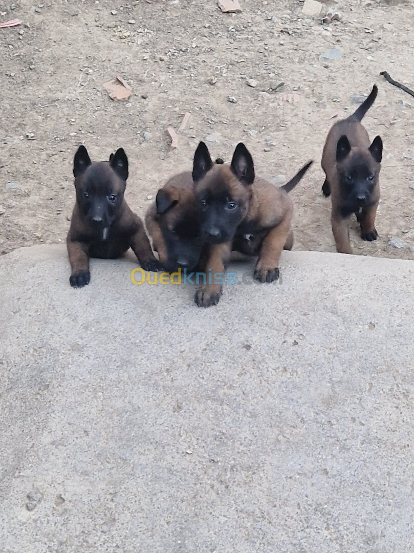 Chiot malinois femelle 