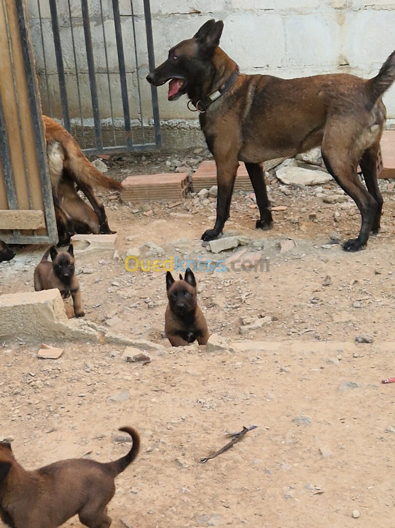 Chiot malinois femelle 