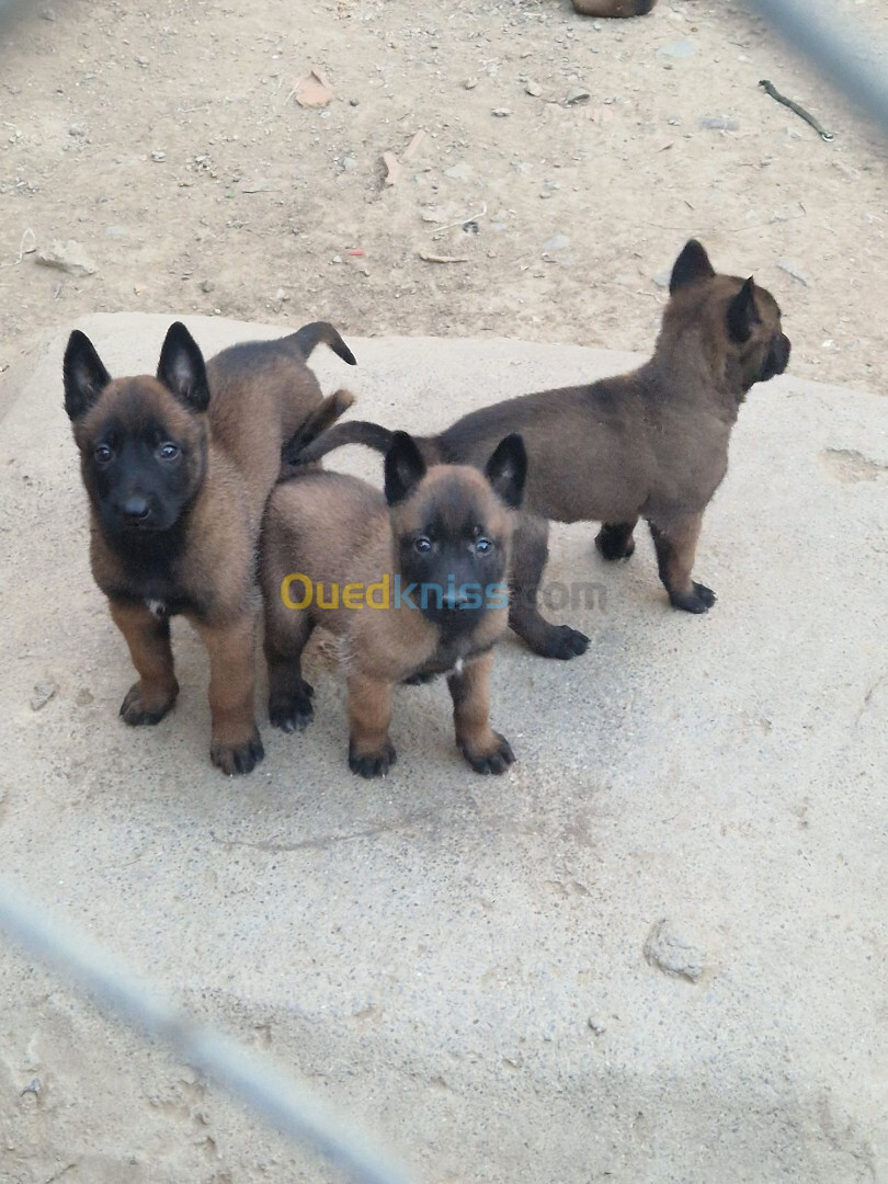 Chiot malinois 