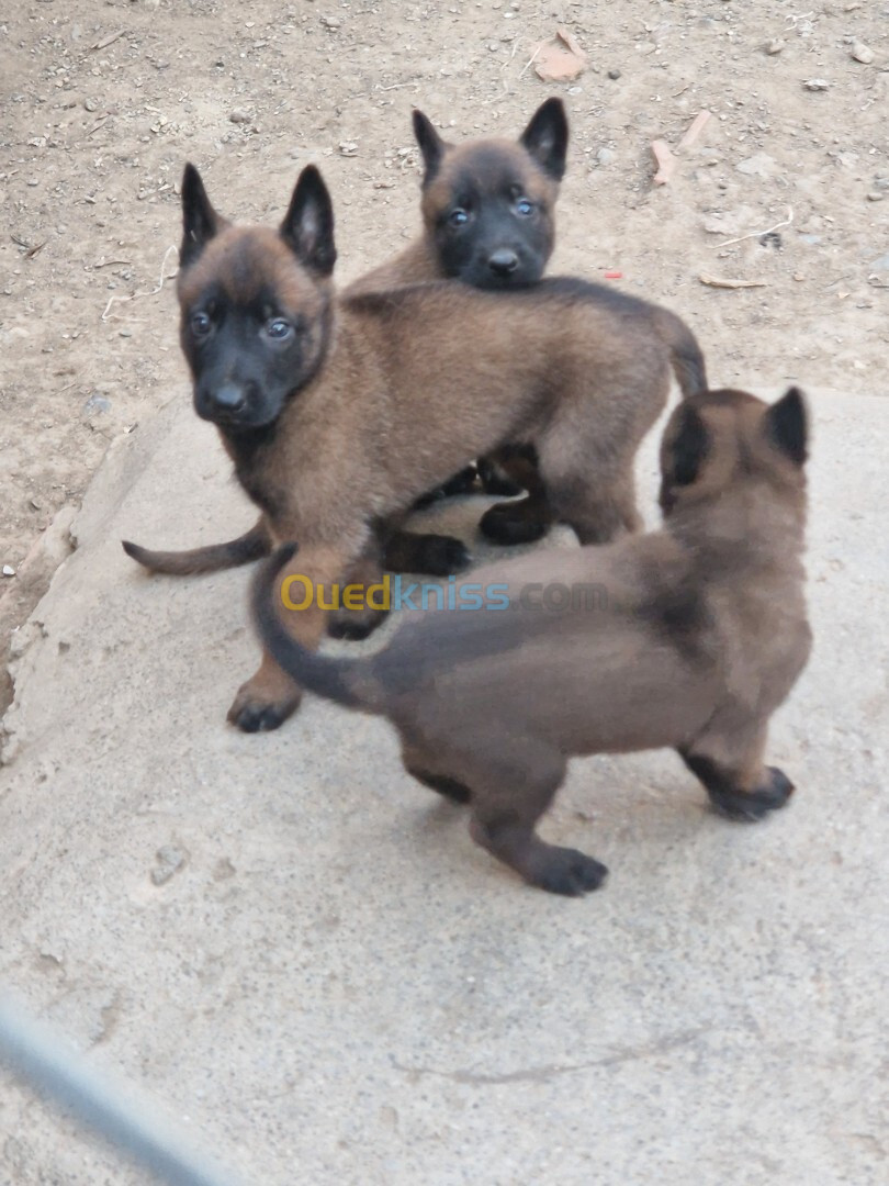 Chiot malinois 