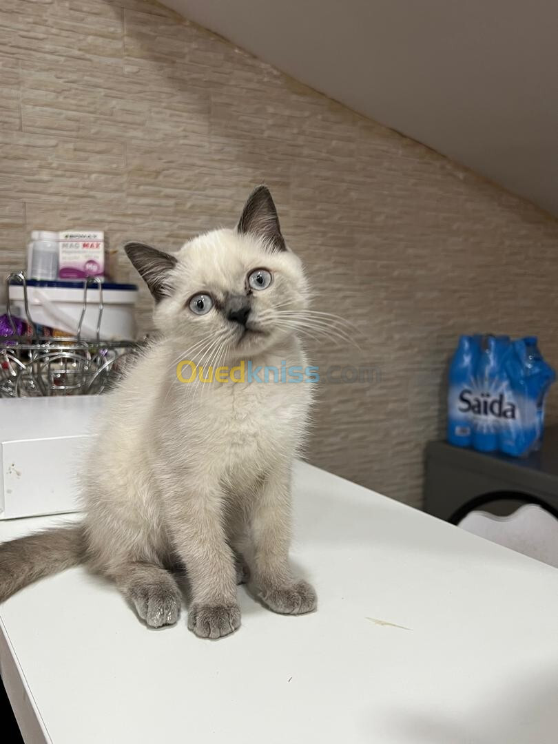 Mâle british shorthair gris