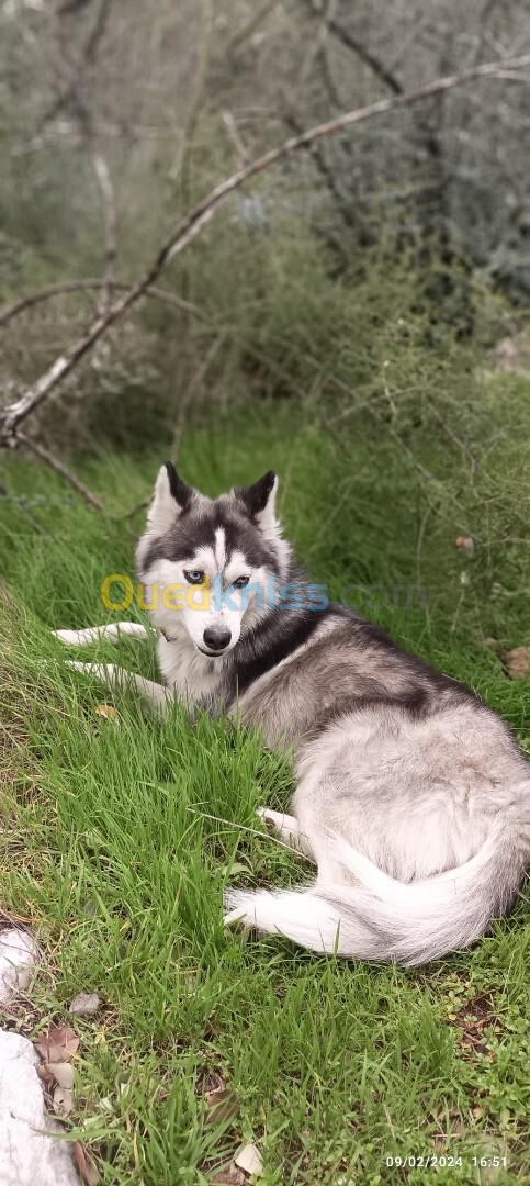 Chien husky sibérien 