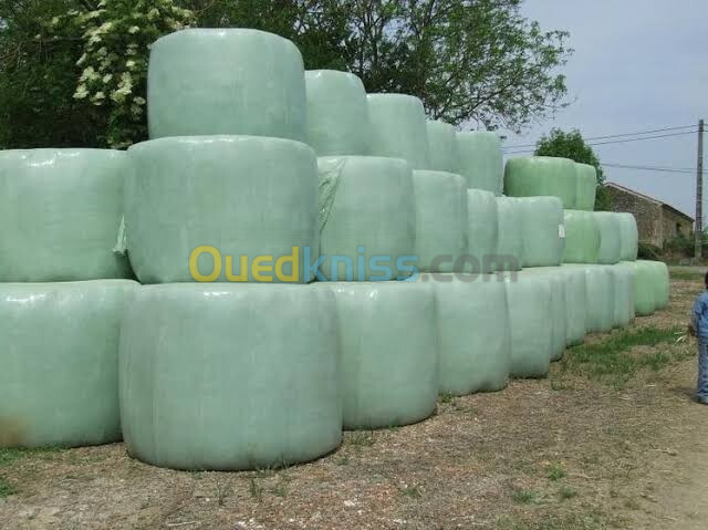 Ensilage de mais grandes quantite a منيعة