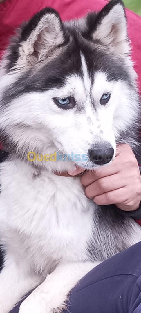 Chien husky sibérien 