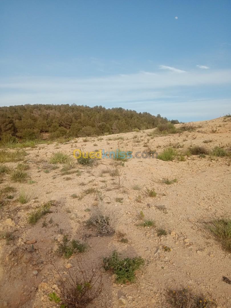 Vente Terrain Tlemcen Tlemcen