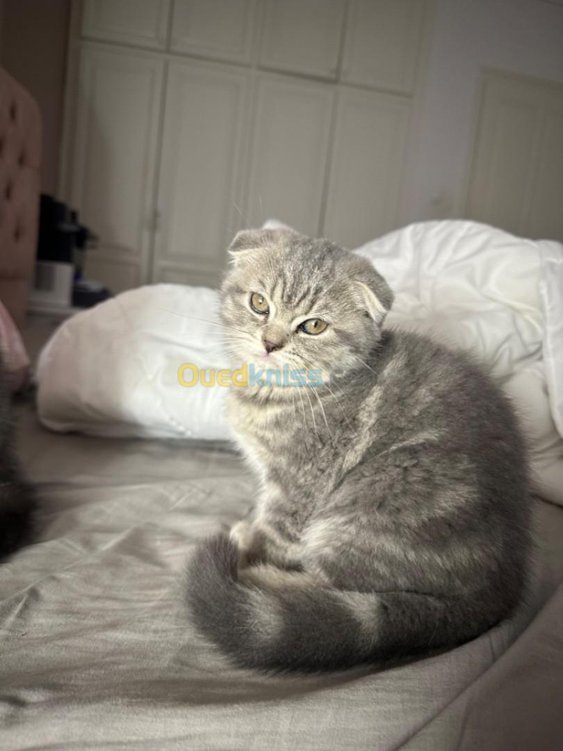 Chat scottish fold et british 