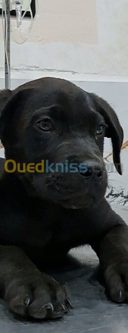 Cane corso