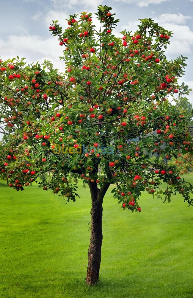 1000 pommiers royals 1,20 m dans des sacs prêts pour plantation 