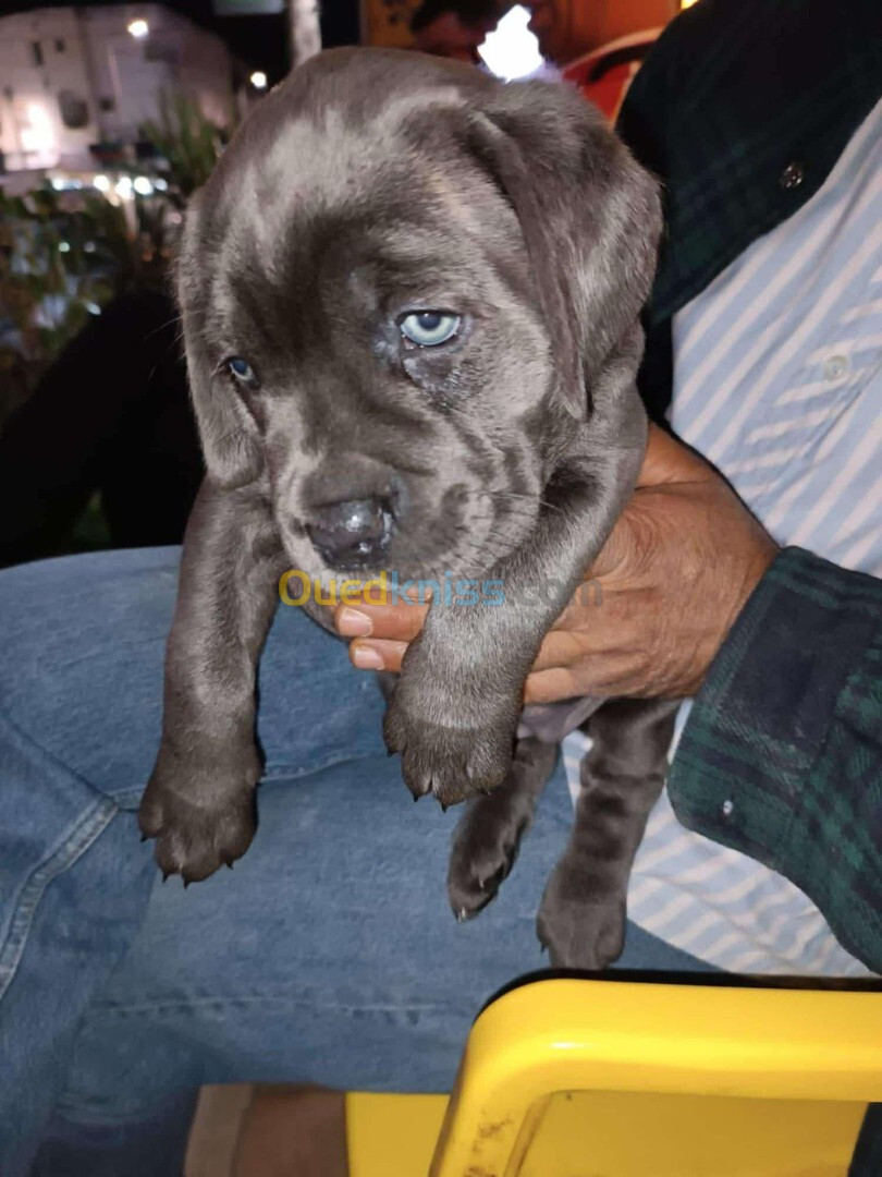 Cane corso