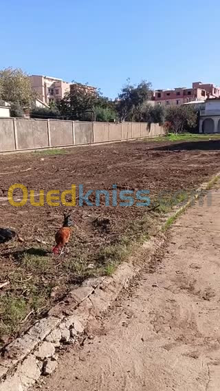 Vente Terrain Alger Bordj el kiffan