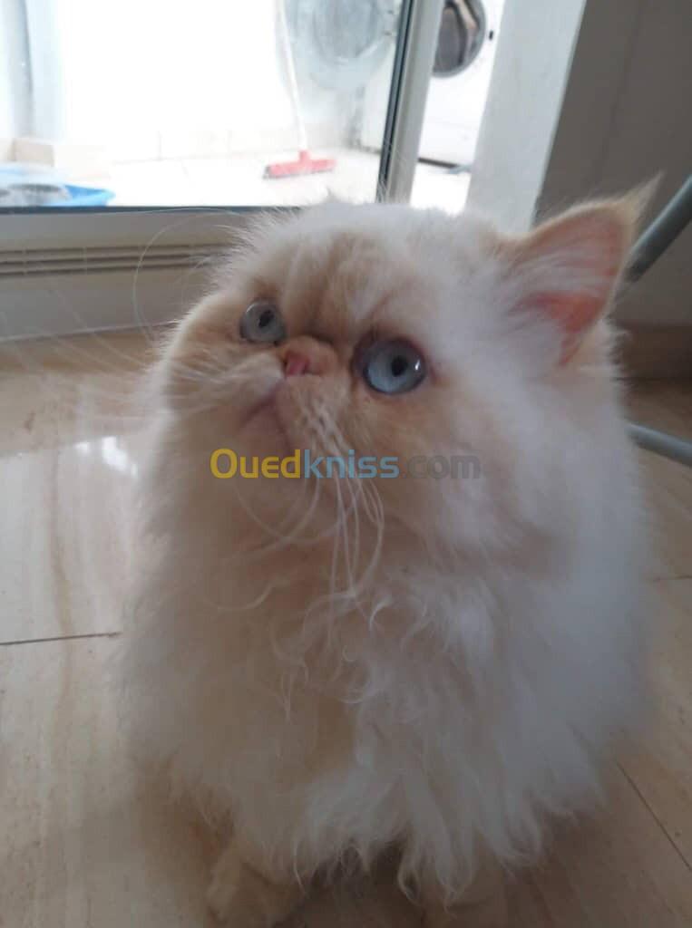 Femelle persan himalayenne peke face