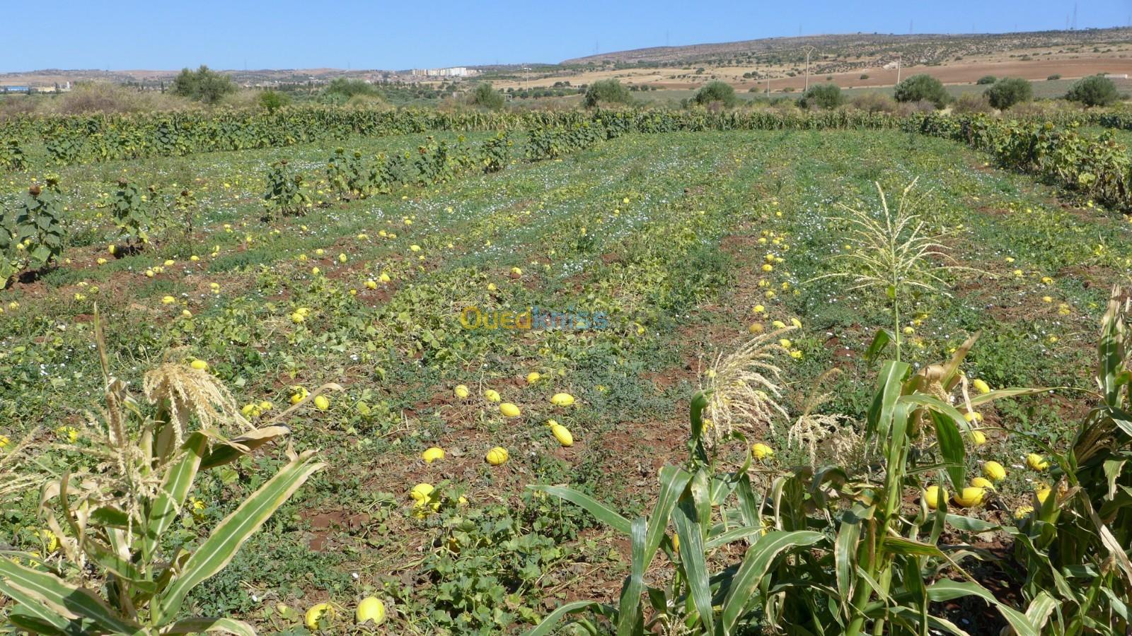 Sell Farmland Oran Boutlelis