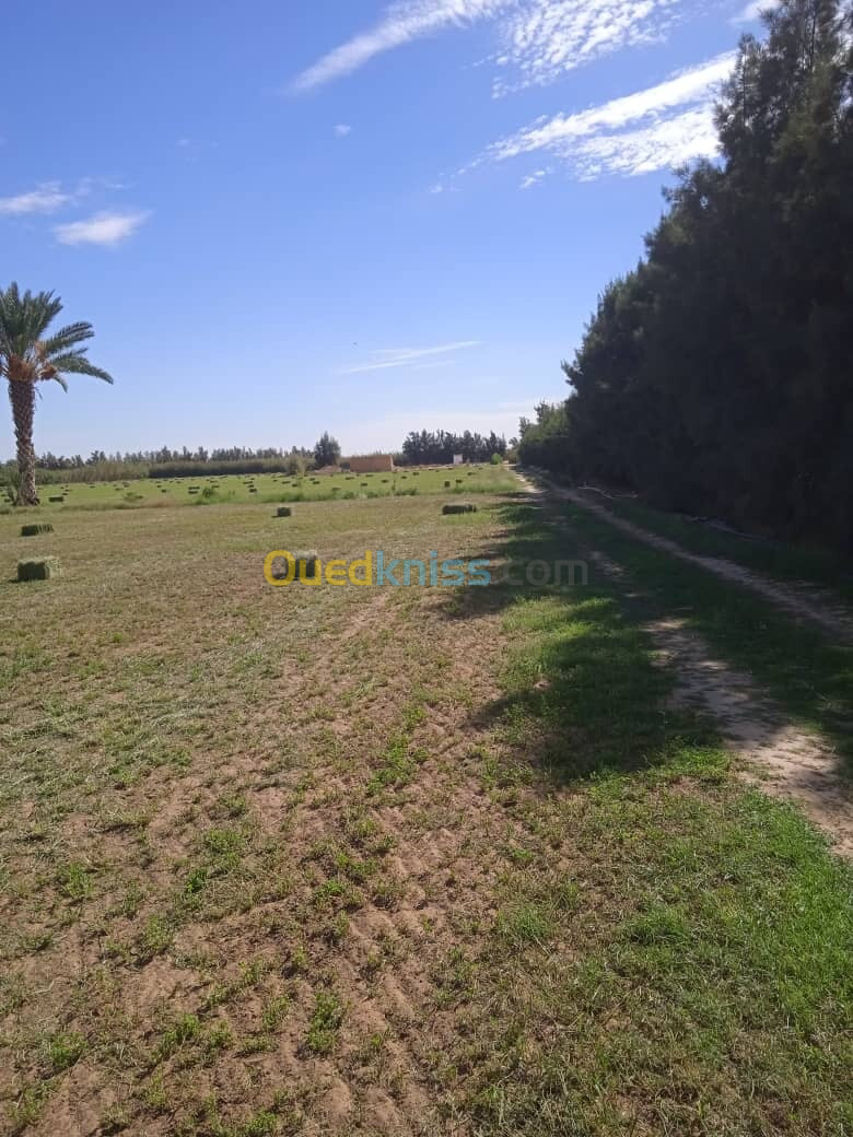 Vente Terrain M'Sila Maarif