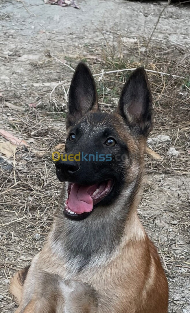 Chien de race malinois masque noir