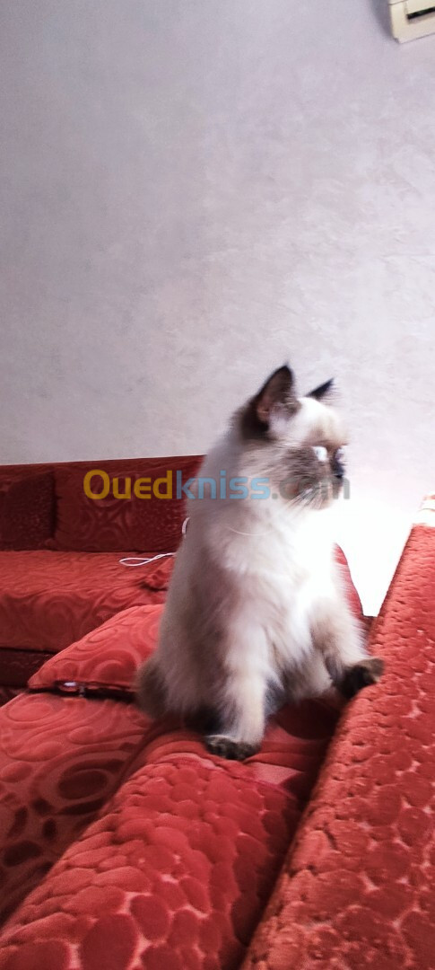 Chat ragdoll 