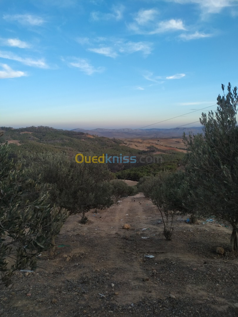 Vente Terrain Mostaganem Sidi ali