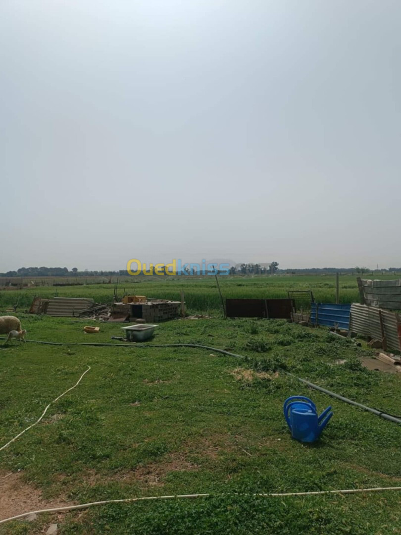 Vente Terrain Agricole Sétif Mezloug