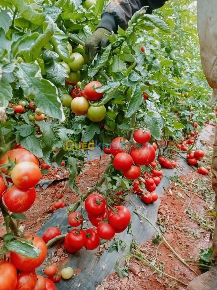 Construction des serres agricoles modernes