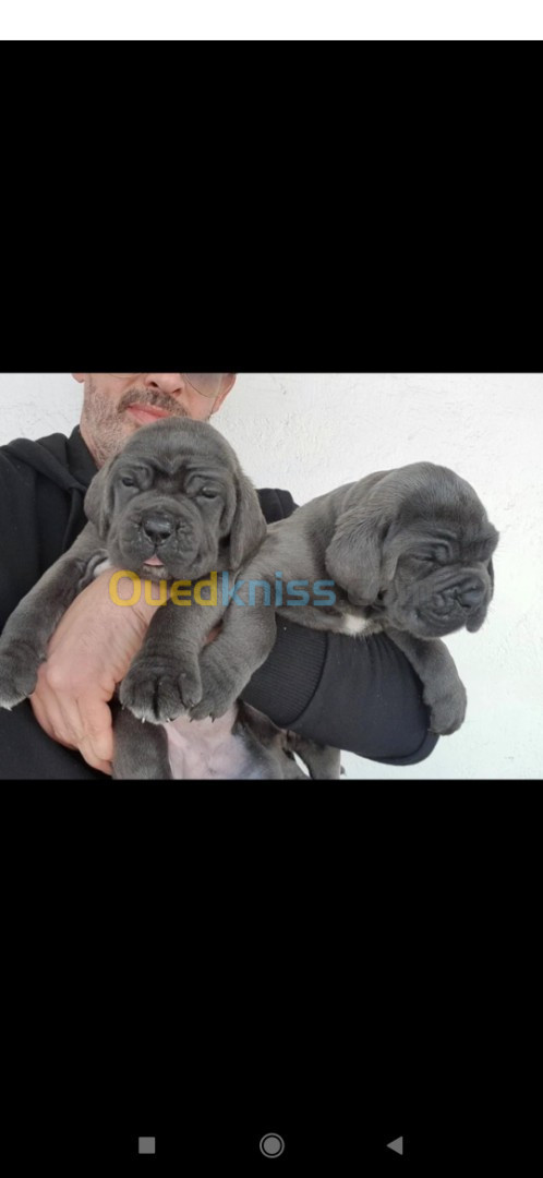 Cane corso