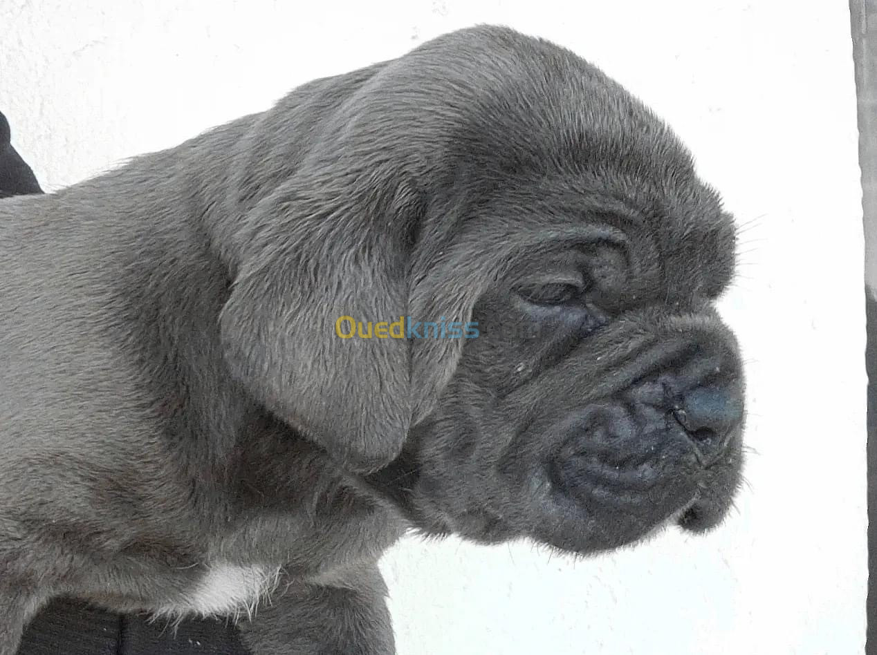 Cane corso