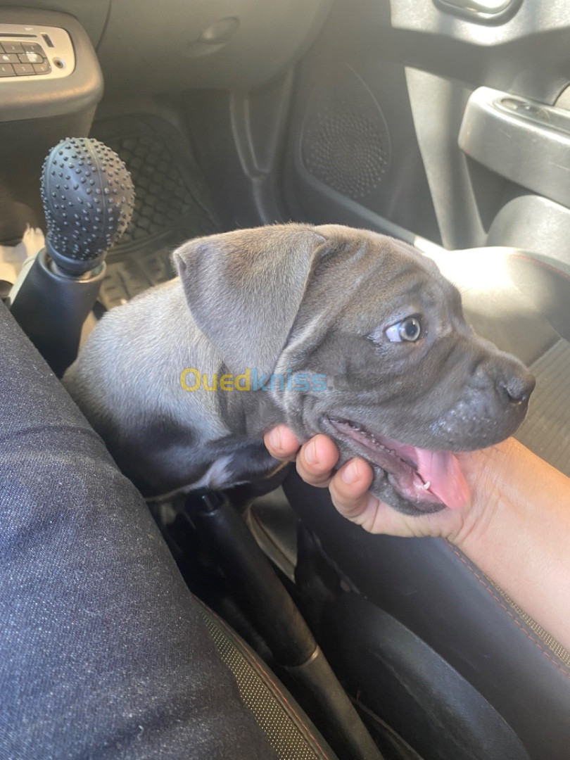 Cane corso bleu 