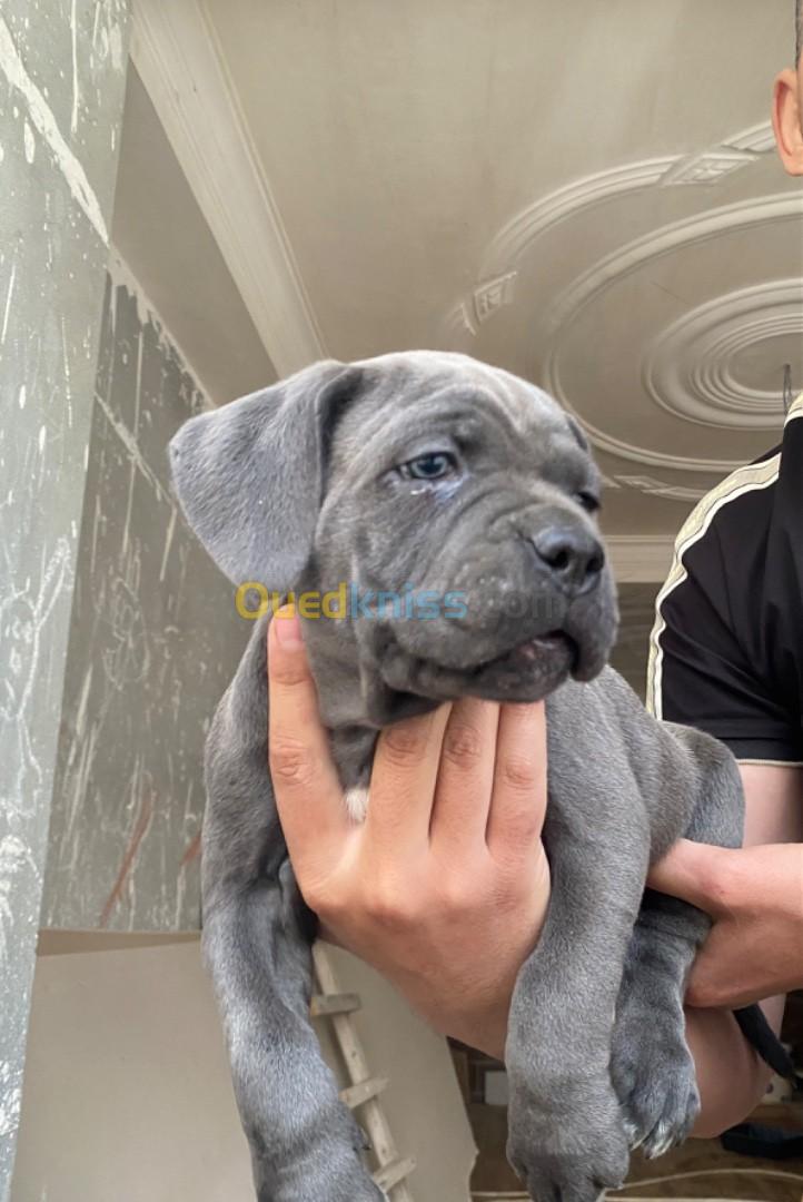 Cane corso bleu 