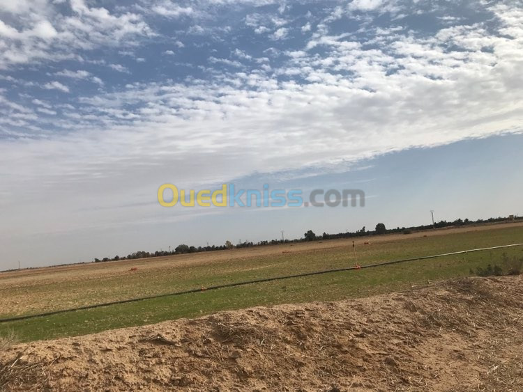 Vente Terrain Agricole Oran Mers El Kébir