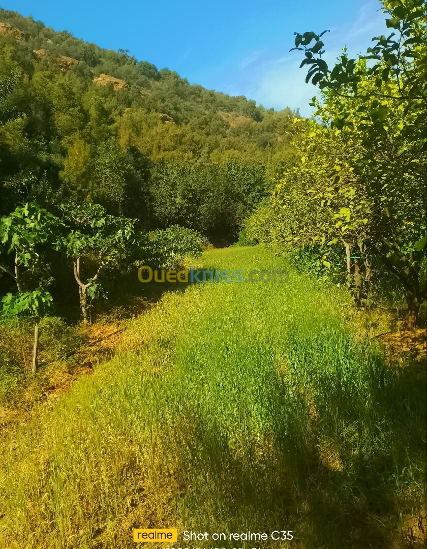 Vente Terrain Agricole Blida Hammam melouane