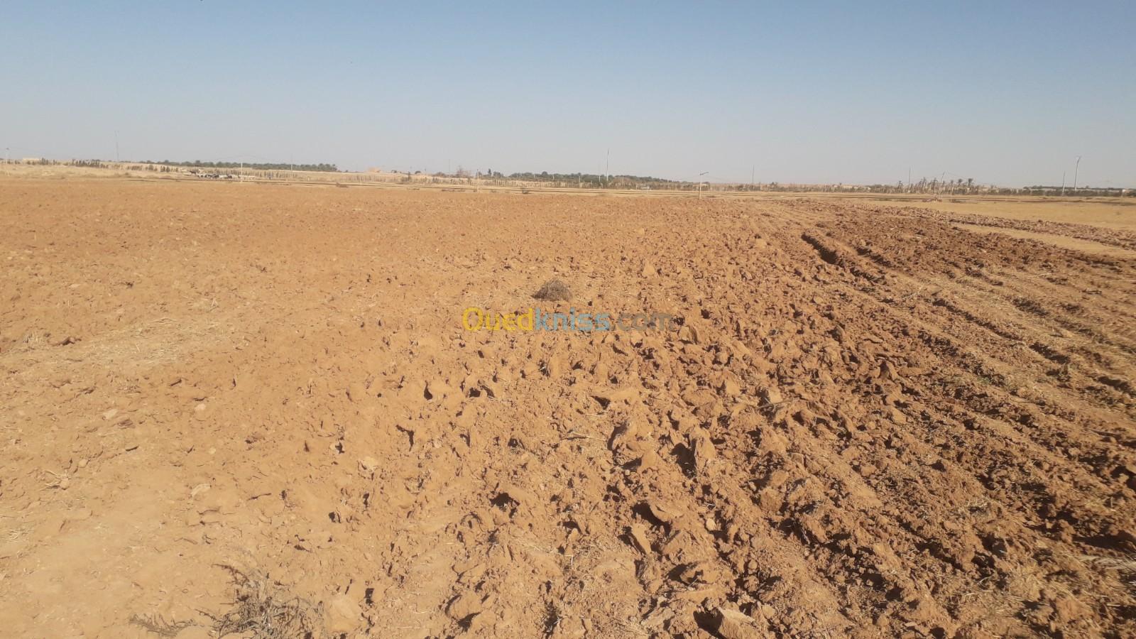 Vente Terrain Agricole Biskra Oumache