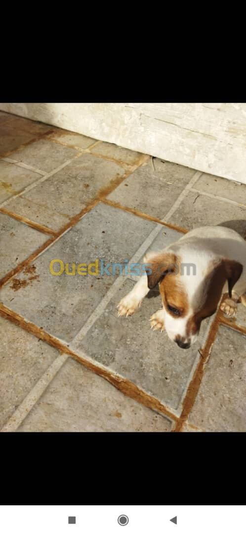 vente de chiots jaque russelle terrier 