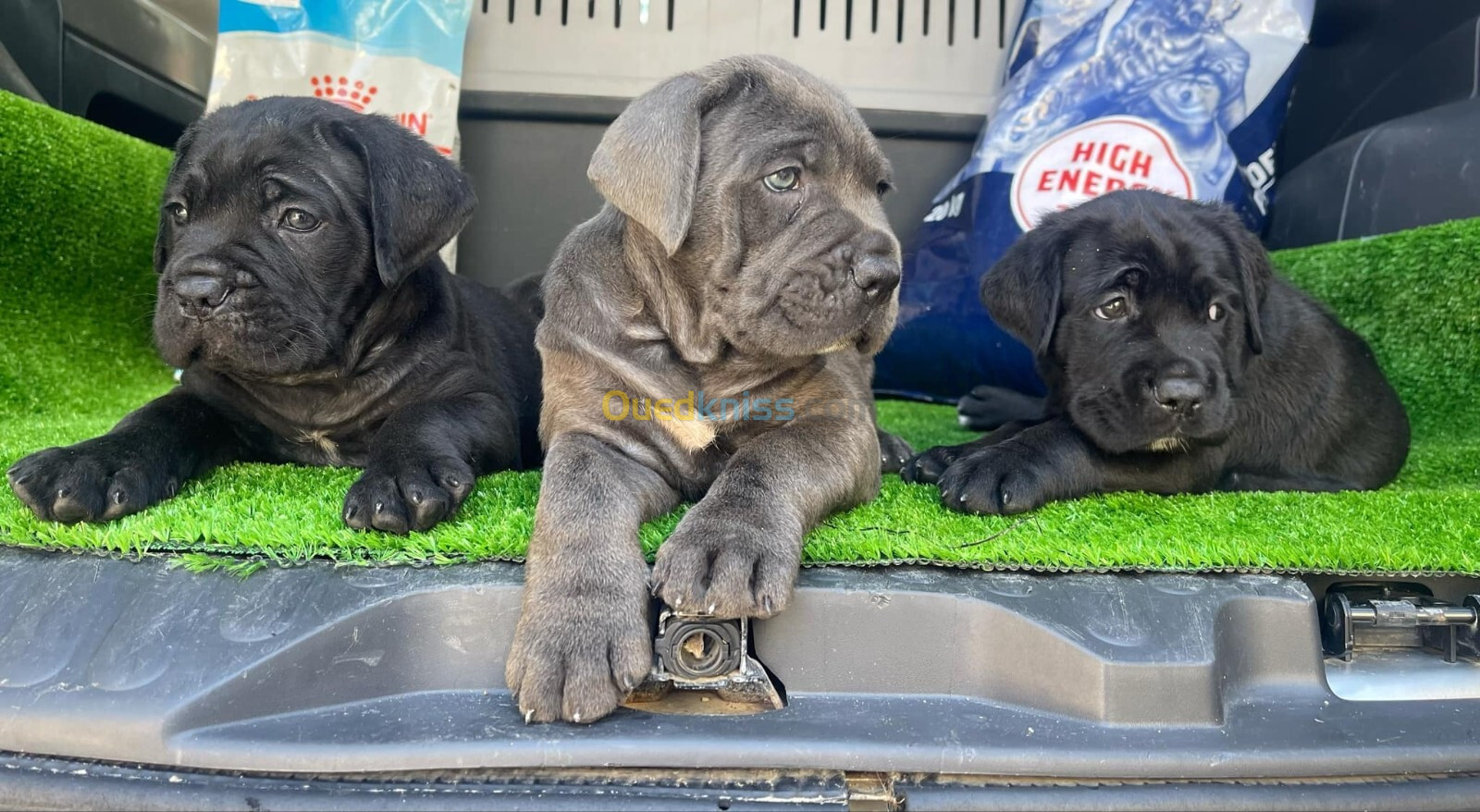 Cane corso