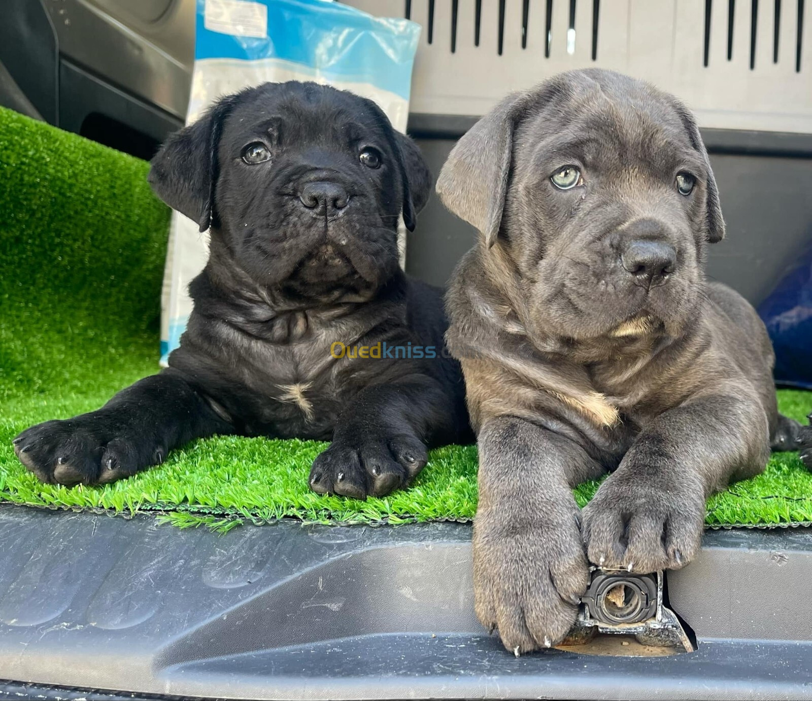 Cane corso