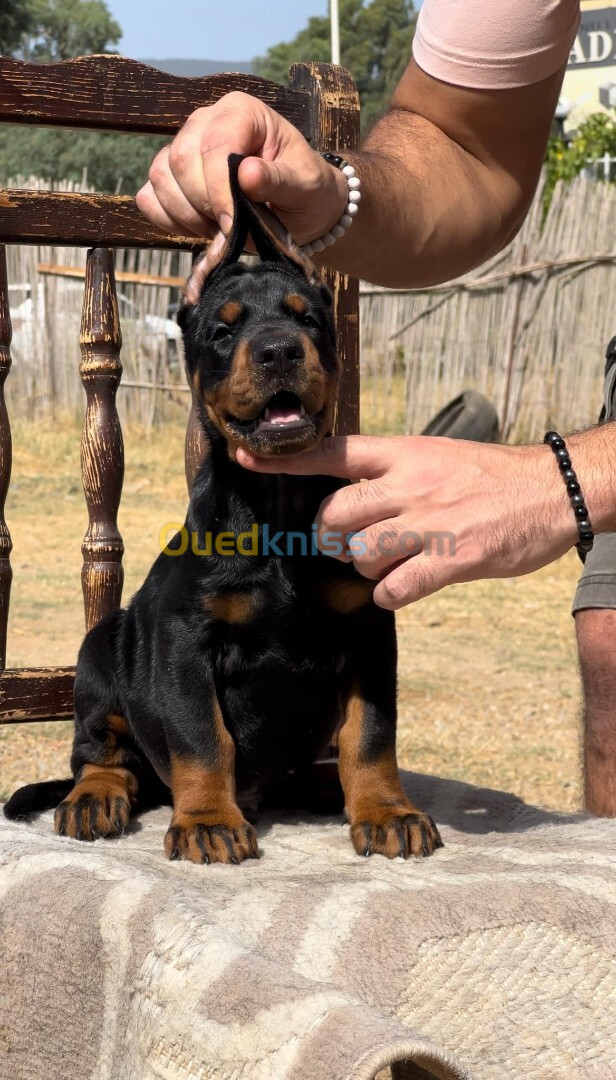 Doberman European 