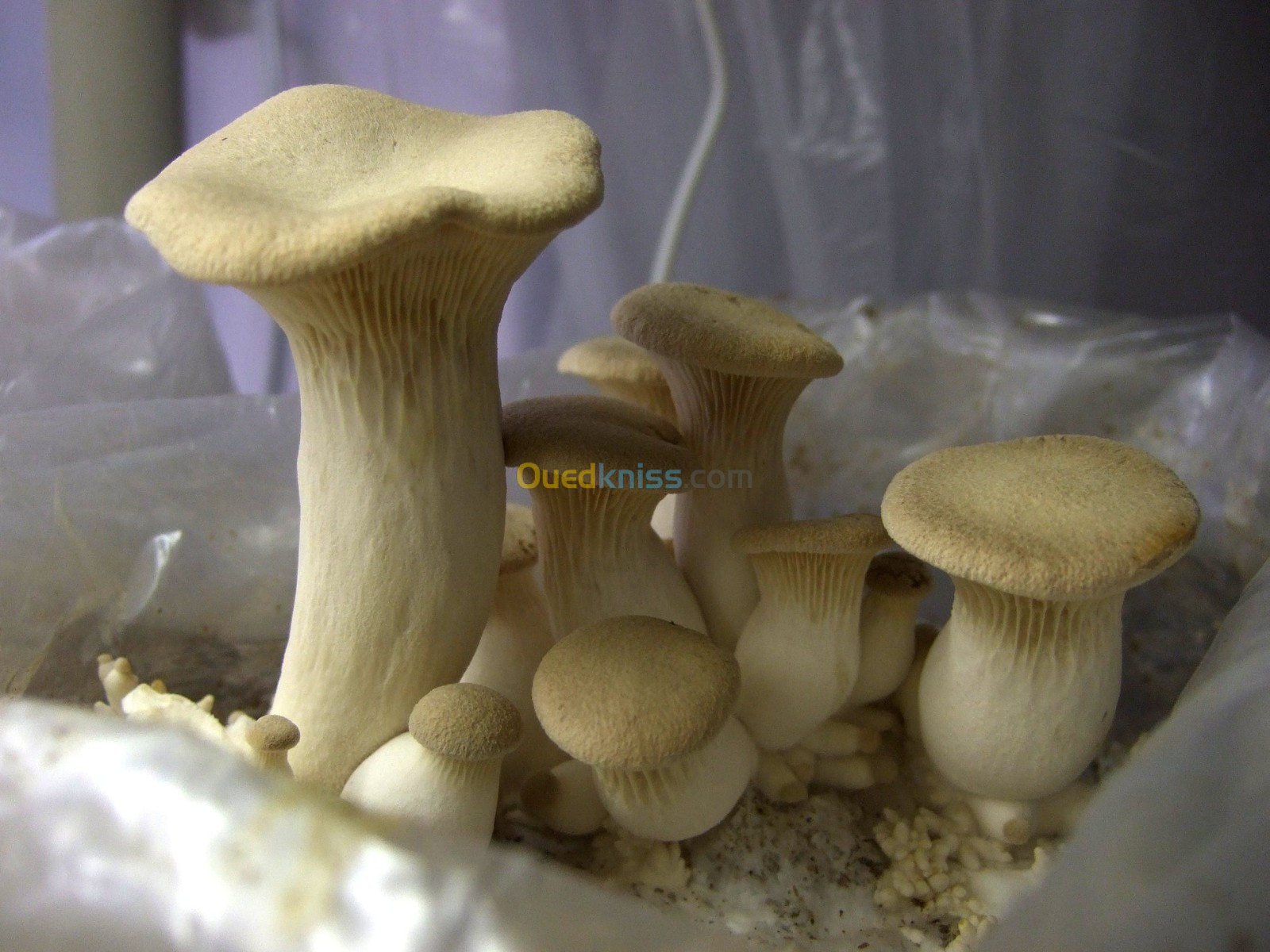 Mycelium بذور الفطر