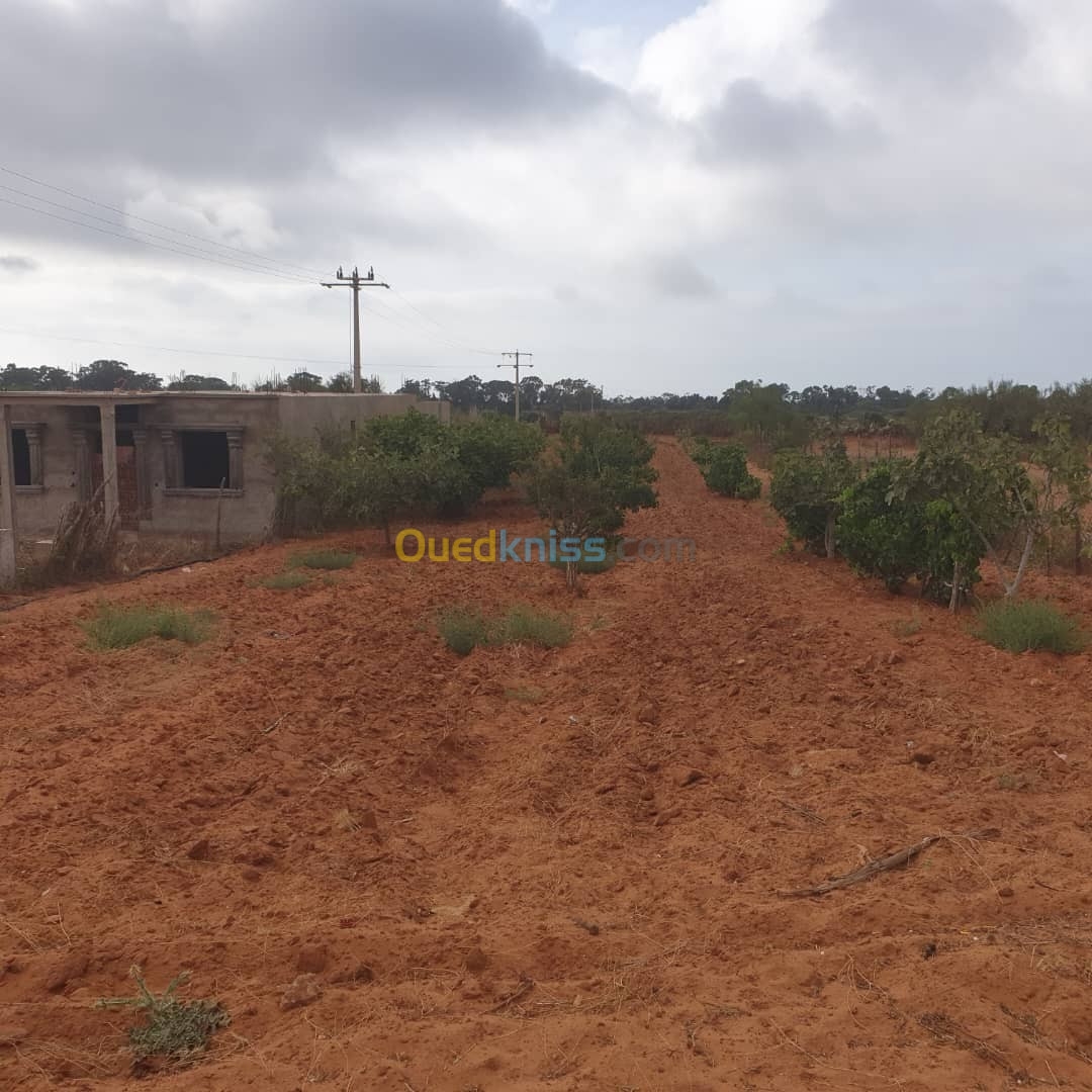 Vente Terrain Mostaganem Sidi lakhdaara