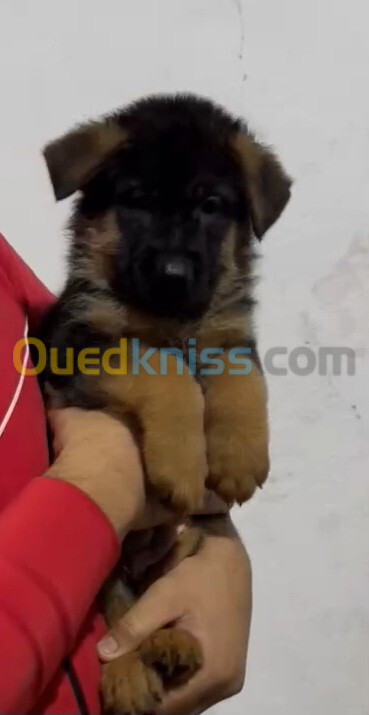 Chiot berger allemand pedigree 