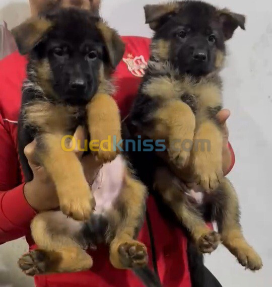 Chiot berger allemand pedigree 