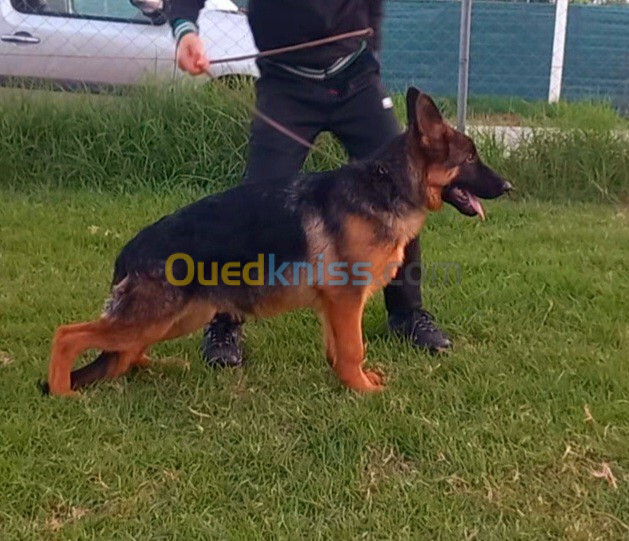 Chiot berger allemand pedigree mâle 