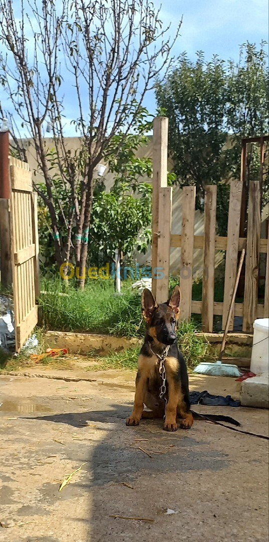 Chiot berger allemand pedigree mâle 