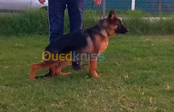 Chiot berger allemand pedigree mâle 