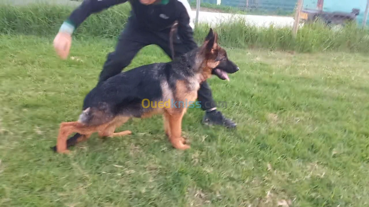 Chiot berger allemand pedigree mâle 