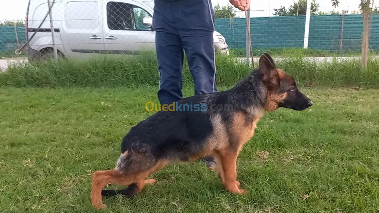 Chiot berger allemand pedigree mâle 