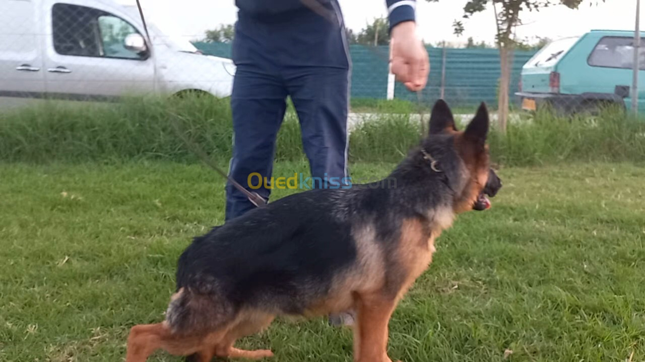 Chiot berger allemand pedigree mâle 