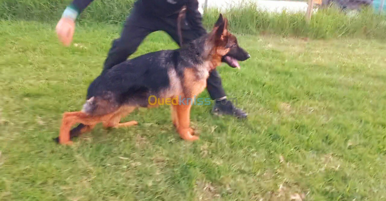 Chiot berger allemand pedigree mâle 