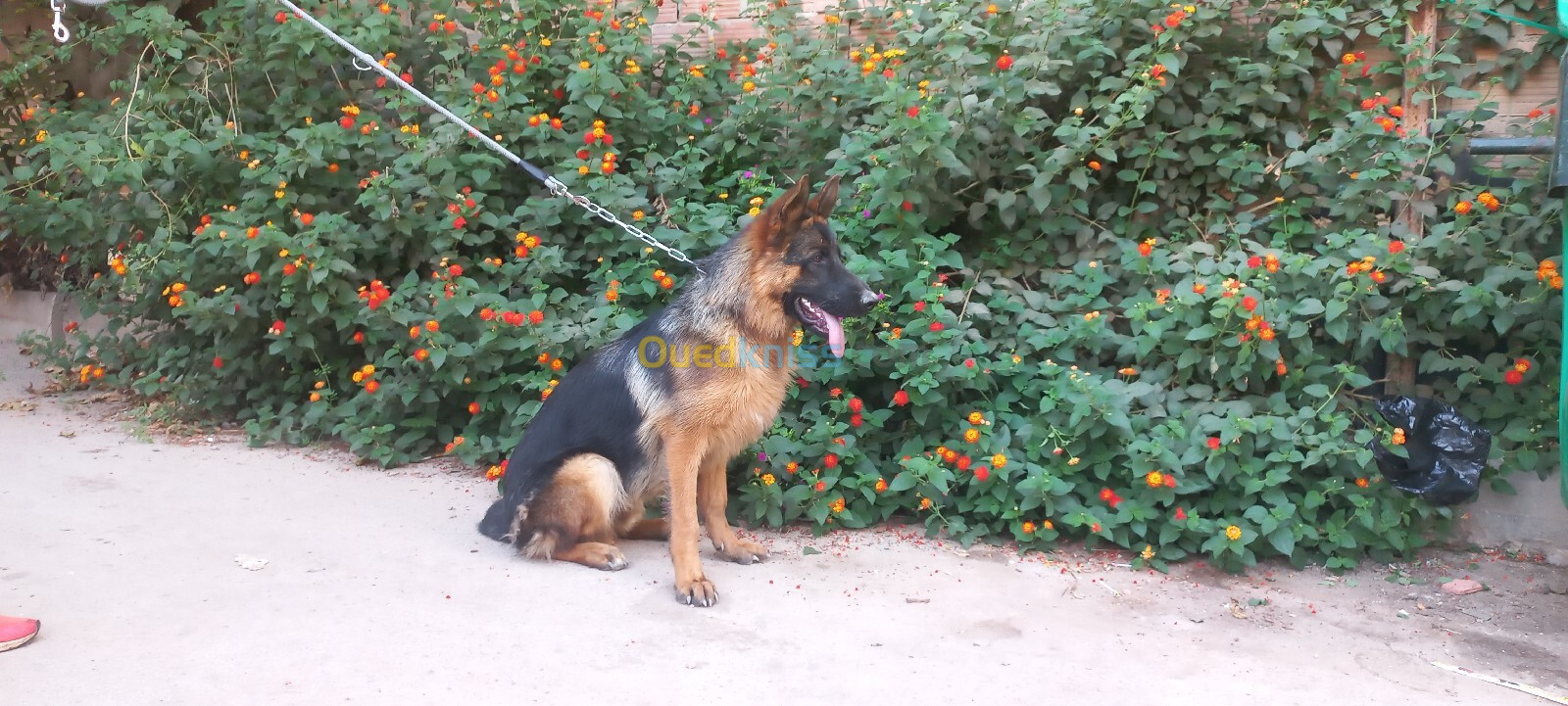 Chien berger allemand pedigree mâle 