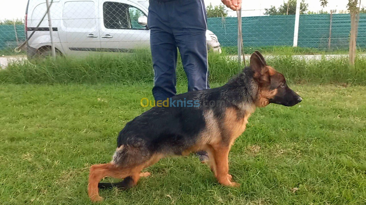 Chiot berger allemand pedigree mâle 