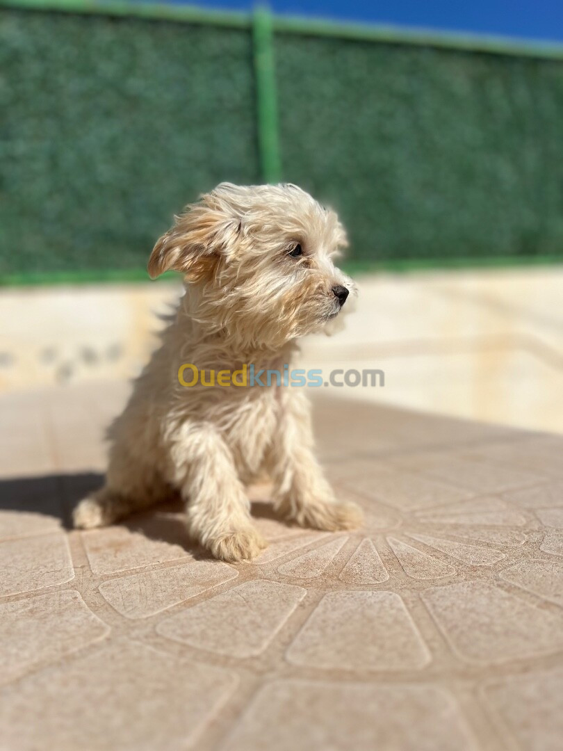 Caniche nains bichon de race 