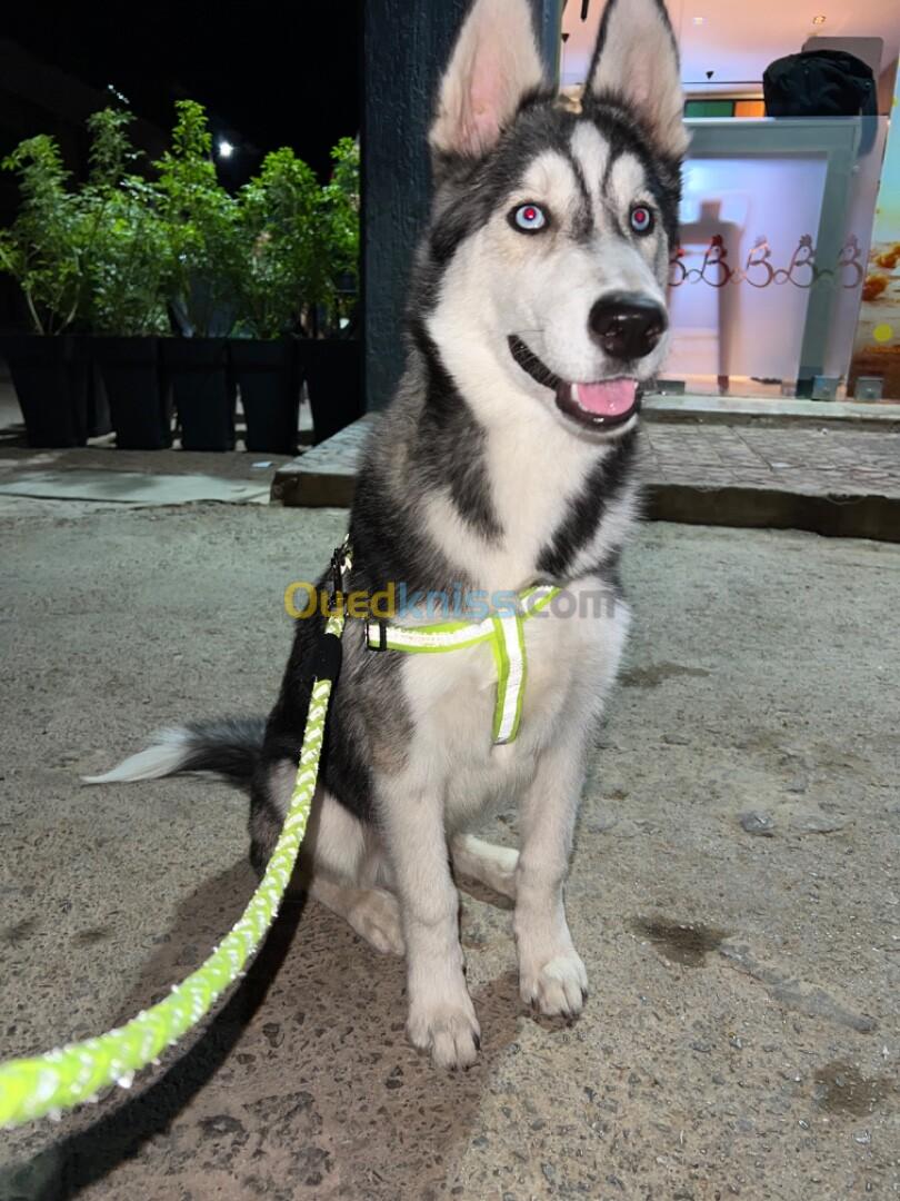 Husky sibérien de race 